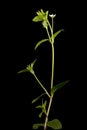 Three-Nerved Sandwort (Moehringia trinervia). Habit Royalty Free Stock Photo
