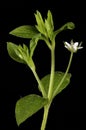 Three-Nerved Sandwort (Moehringia trinervia). Inflorescence Closeup Royalty Free Stock Photo