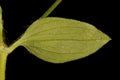 Three-Nerved Sandwort Moehringia trinervia. Leaf Closeup Royalty Free Stock Photo