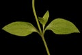 Three-Nerved Sandwort Moehringia trinervia. Leaves and Stem Section Closeup Royalty Free Stock Photo