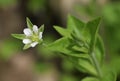 Three-nerved Sandwort Royalty Free Stock Photo