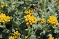 Three-nerved Strawflower - Helichrysum Trilineatum Royalty Free Stock Photo