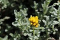 Three-nerved Strawflower - Helichrysum Trilineatum Royalty Free Stock Photo