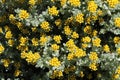 Three-nerved Strawflower - Helichrysum Trilineatum Royalty Free Stock Photo