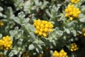 Three-nerved Strawflower - Helichrysum Trilineatum Royalty Free Stock Photo