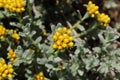 Three-nerved Strawflower - Helichrysum Trilineatum Royalty Free Stock Photo