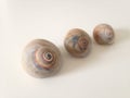Three Neverita Duplicata (Shark Eye) Sea Snail Shells. Royalty Free Stock Photo