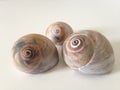 Three Neverita Duplicata (Shark Eye) Sea Snail Shells. Royalty Free Stock Photo