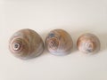 Three Neverita Duplicata (Shark Eye) Sea Snail Shells. Royalty Free Stock Photo