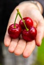 Three New Zealand cherries in female hand Royalty Free Stock Photo