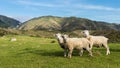 Three New Zealand Sheep Royalty Free Stock Photo