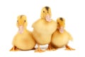 Three newborn ducklings on a white background, close-up Royalty Free Stock Photo