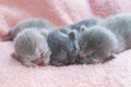 Three newborn gray kitten sleeping together on a pink coverlet. Close-up