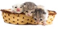 Three newborn kitten in a basket on a white background Royalty Free Stock Photo