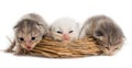 Three newborn kitten in a basket on a white background Royalty Free Stock Photo