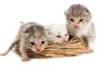 Three newborn kitten in a basket on a white background Royalty Free Stock Photo