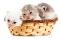 Three newborn kitten in a basket on a white background Royalty Free Stock Photo