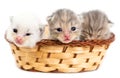 Three newborn kitten in a basket on a white background Royalty Free Stock Photo