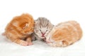 Three newborn kitten
