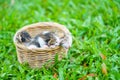 Three newborn kittens sitting in wicker basket on green grass Royalty Free Stock Photo