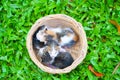 Three newborn kittens sitting in wicker basket on green grass Royalty Free Stock Photo