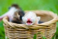 Three newborn kittens sitting in wicker basket on green grass Royalty Free Stock Photo