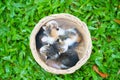 Three newborn kittens sitting in wicker basket on green grass Royalty Free Stock Photo