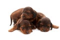 Three newborn puppies