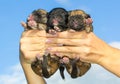 Three newborn puppies in hands