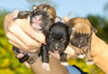 Three newborn puppies in hands