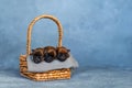 Three newborn puppies sweetly sleeping in a basket Royalty Free Stock Photo