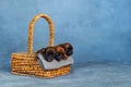 Three newborn puppies sweetly sleeping in a basket Royalty Free Stock Photo