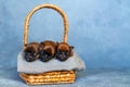 Three newborn puppies sweetly sleeping in a basket Royalty Free Stock Photo