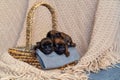 Three newborn puppies sweetly sleeping in a basket Royalty Free Stock Photo