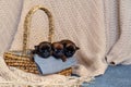 Three newborn puppies sweetly sleeping in a basket Royalty Free Stock Photo