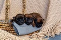 Three newborn puppies sweetly sleeping in a basket Royalty Free Stock Photo