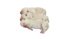 Three newborn puppies on a white background