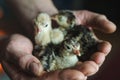 Three newborn turkey in the caring hands of a farmer, soft focus Royalty Free Stock Photo