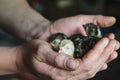 Three newborn turkey sleeping in the caring hands of a farmer, soft focus Royalty Free Stock Photo