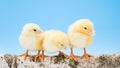 Three newborn yellow chickens standing on wooden branch