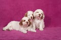 Three nice pupies posing on pink background Royalty Free Stock Photo