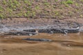 Three nile crocodiles in the Levuvhu River