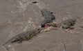 Three Nile crocodiles feeding on a wildebeest Kill in Mara River at Masai Mara, Kenya