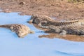 Three nile crocodiles in the Levuvhu River