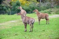 Three Nilgau antelopes or Nile-eared antelope Boselaphus tragocamelus, commonly referred to as Nilgau or Nilgai for short