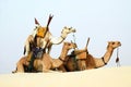 Three nomad camels in the desert Royalty Free Stock Photo