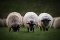 Three Norfolk Horn Sheep Royalty Free Stock Photo