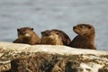 Three North American River Otters in a row