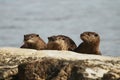 Three North American River Otters in a row Royalty Free Stock Photo