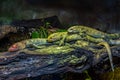 Three Northern Caiman Lizards